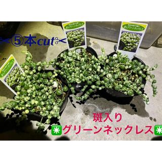 ✳️大人気✳️斑入りグリーンネックレス✳️✂︎❺cutお届け✂︎ (その他)