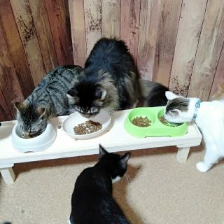 多頭飼いにも★74cm★犬猫♡にゃんこのちゃぶ台♡木製♡餌台食器台♡ハンドメイド(猫)