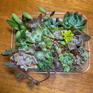 多肉植物　ちまちま寄せ植えセット(その他)