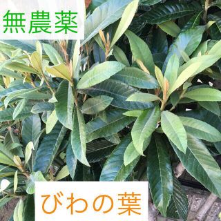 びわ 生葉 約200g ★ 温浴 入浴剤(入浴剤/バスソルト)