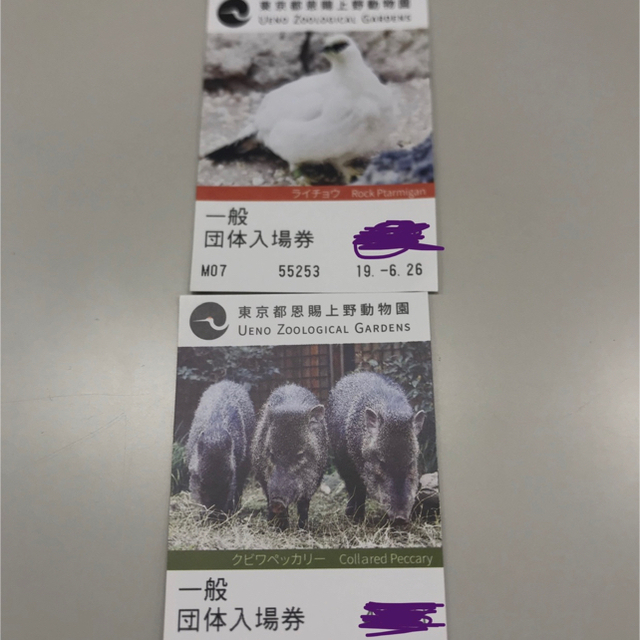 上野動物園　２枚セット チケットの施設利用券(動物園)の商品写真