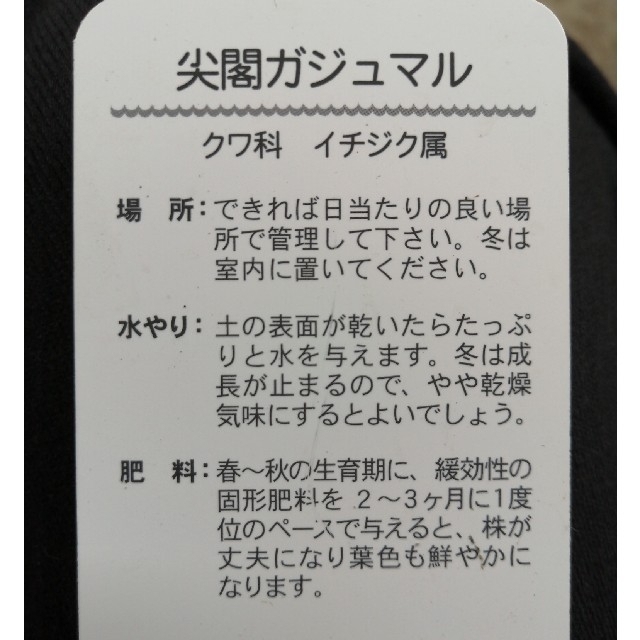 パンダガジュマル　ポット入り数量限定❗ ハンドメイドのフラワー/ガーデン(その他)の商品写真