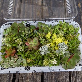 多肉植物　カット苗　セダムなど　プラパック梱包(その他)