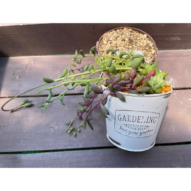 多肉植物 我が家の垂れる系 10本 ネックレス系 の通販 By Jまりあ S Shop ラクマ