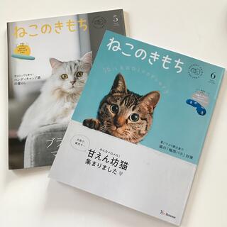 ねこのきもち：5月号と6月号(猫)