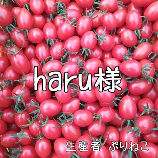 haru様 アイコ6kg ミニトマト 農家直送(野菜)