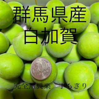 群馬県産　白加賀　4キロ　　　　　完全無農薬　手もぎり(野菜)