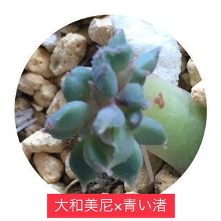 多肉植物　葉挿し苗　大和美尼×青い渚(その他)