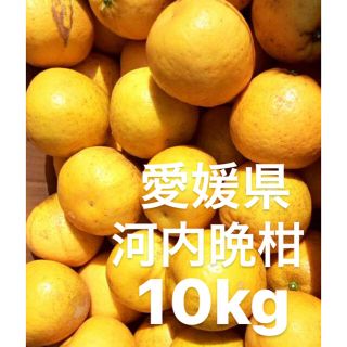 愛媛県　宇和ゴールド　河内晩柑　10kg(フルーツ)