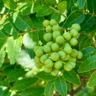 青山椒の実　200g 薬味　漬物　佃煮などに (野菜)