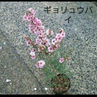 ギョウリュウバイ 花(プランター)