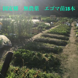 固定種　無農薬　エゴマ苗 15本(野菜)