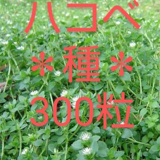 ハコベ＊無農薬＊種＊3つ(小動物)