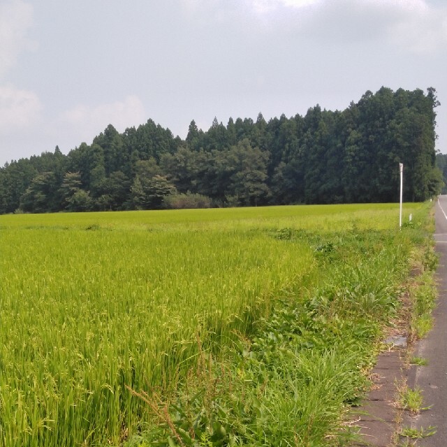 令和2年産栃木県特一等米コシヒカリ30キロ無農薬に 令和2年産栃木県特一等米コシヒカリ30キロ無農薬に