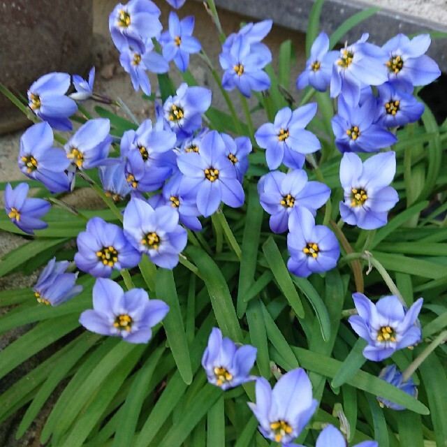 球根  イフェイオン    青紫 ハンドメイドのフラワー/ガーデン(その他)の商品写真