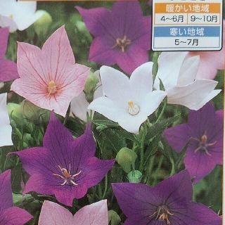 花の種      桔梗ミックス＋おまけ(その他)