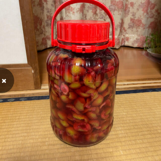 群馬県産梅　白加賀　6キロ　　　　　完全無農薬　手もぎり 食品/飲料/酒の食品(野菜)の商品写真