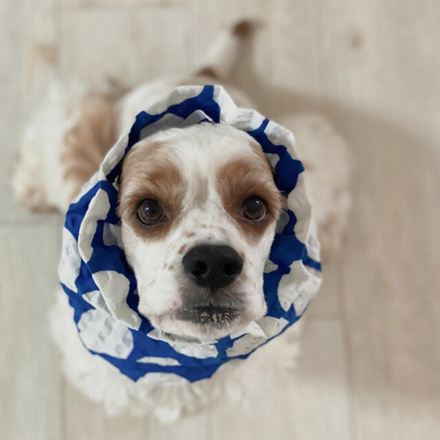 犬服ハンドメイド 胸あて生地