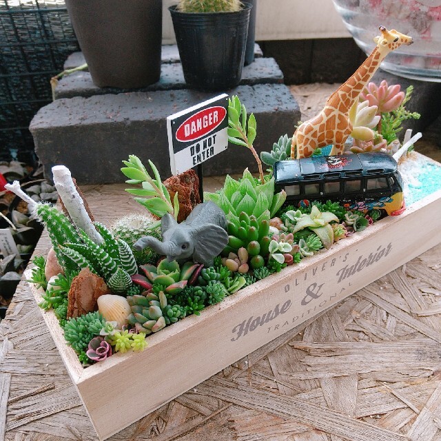 子持ちししゃも様 専用 多肉植物 寄せ植え ハンドメイドのフラワー/ガーデン(その他)の商品写真