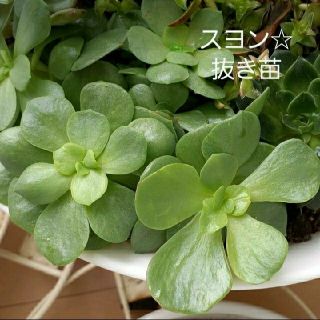 多肉植物☆スヨン2頭☆(プランター)