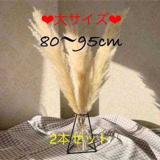 パンパスグラス　大サイズ　２本(ドライフラワー)