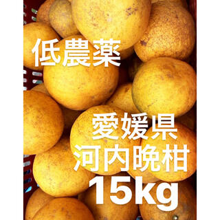 愛媛県　低農薬　宇和ゴールド　河内晩柑　15kg(フルーツ)