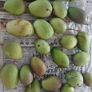 マンゴー 7kg 4. グリーン マンゴー 摘果の通販 by 完熟マンゴー's