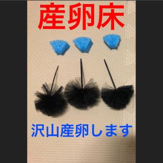 産卵床(アクアリウム)