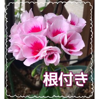 花苗　ゼラニウム　根付き　1苗(その他)