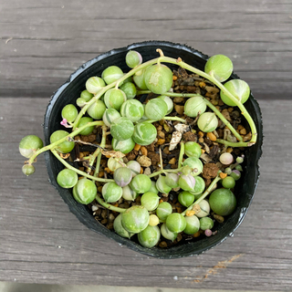 斑入りグリーンネックレス　パープルヘイズ　抜き苗　多肉植物(その他)