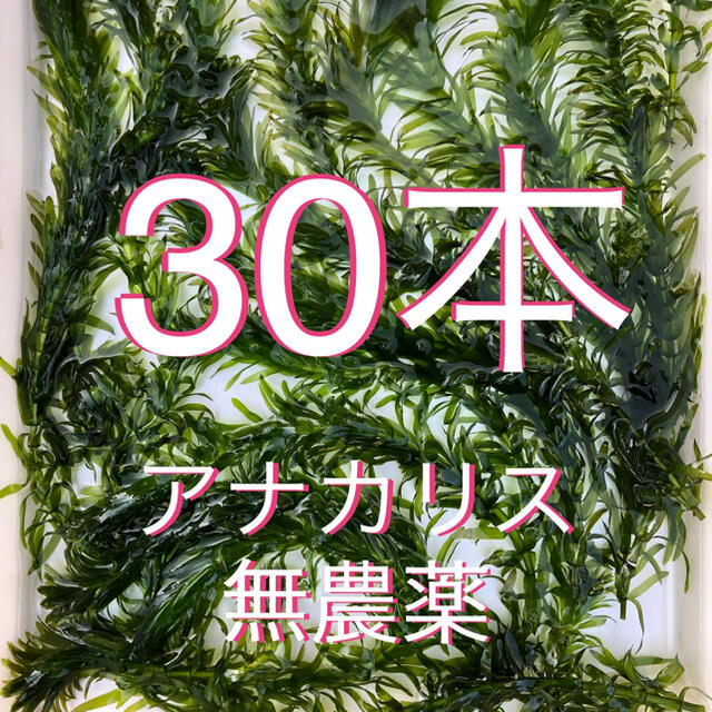 アナカリス30本の通販 by ジュジュジュジュジュ's shop｜ラクマ