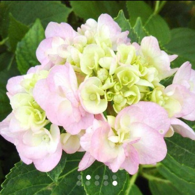 紫陽花ふんわりピンク 挿し穂 10本 ハンドメイドのフラワー/ガーデン(その他)の商品写真