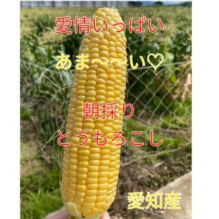 今シーズン初☆甘さ太鼓判 朝採れ とうもろこし（訳あり）(野菜)