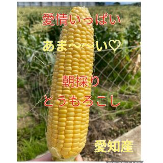 今シーズン初☆甘さ太鼓判 朝採れ とうもろこし（訳あり）(野菜)