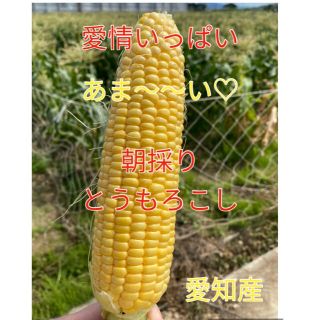 今シーズン初☆甘さ太鼓判 朝採れ とうもろこし（訳あり）60サイズ(野菜)