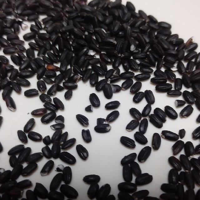 COCO 様専用❗古代米黒米900g 食品/飲料/酒の食品(米/穀物)の商品写真