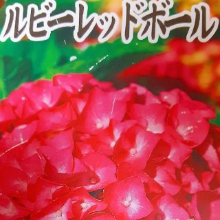 紫陽花  アジサイ  あじさい  挿し穂(その他)