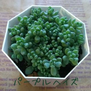 多肉植物【パープルヘイズ】(その他)