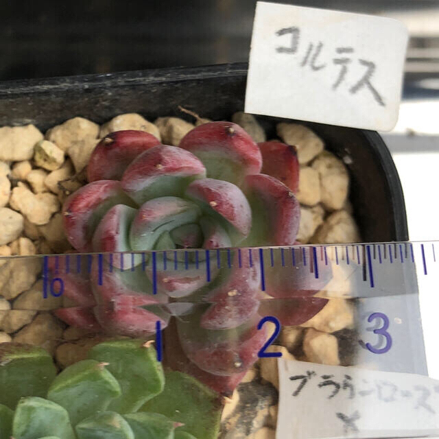 多肉植物❣️可愛い５個組❣️ ハンドメイドのフラワー/ガーデン(その他)の商品写真