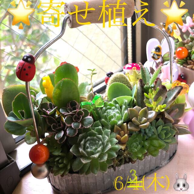 多肉植物❤︎寄せ植え❤︎このまま飾れます❤︎センペル入り🪴🪴 ハンドメイドのフラワー/ガーデン(その他)の商品写真