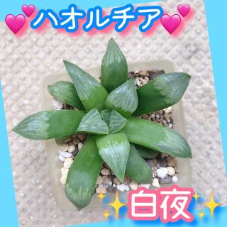 多肉植物 ハオルチア 白夜ムチカ 葉色良好元気 抜き苗発送 観葉植物 ハオルシア(その他)