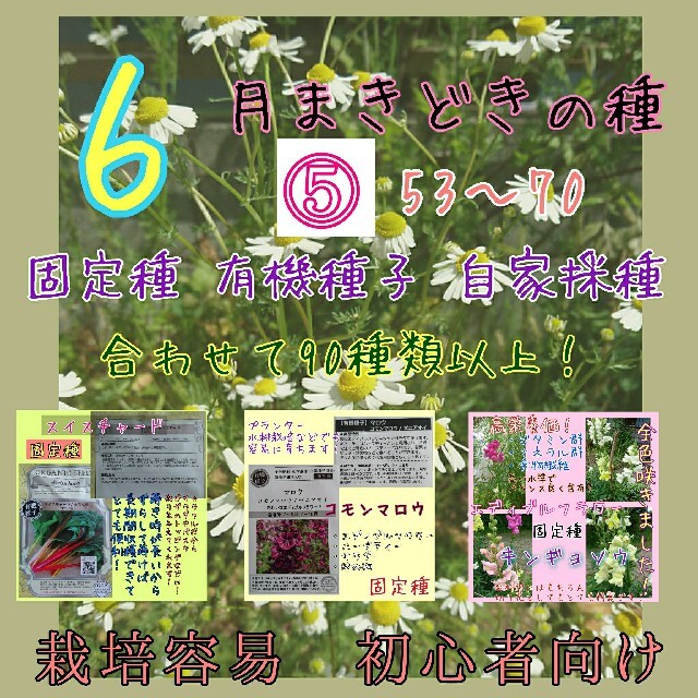 6月まきどきの種⑤ 53～70 家庭菜園 野菜の種 ハーブの種 固定種 種 種子 食品/飲料/酒の食品(野菜)の商品写真