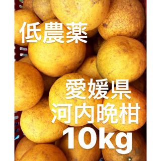 愛媛県　低農薬　宇和ゴールド　河内晩柑　10kg(フルーツ)