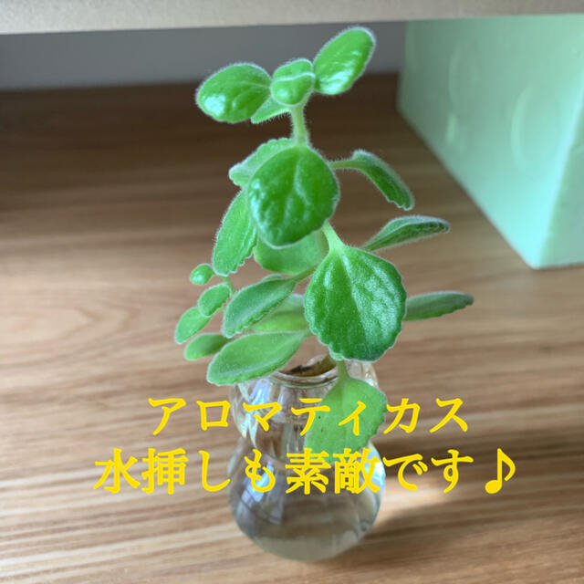 セダム(多肉植物)　カット苗&抜き苗　詰め合わせ ハンドメイドのフラワー/ガーデン(その他)の商品写真