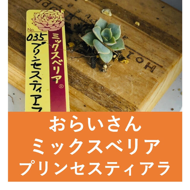 多肉　おらいさん苗　ミックスベリア　プリンセスティアラ　ざわわ　おらいさん ハンドメイドのフラワー/ガーデン(その他)の商品写真