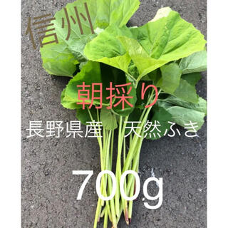 paさん専用　朝採り☆長野県産　天然ふき　5キロ(野菜)
