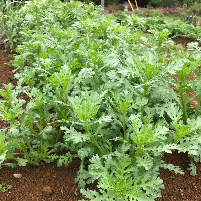 野菜　詰め合わせ　80サイズ　お楽しみボックス 食品/飲料/酒の食品(野菜)の商品写真