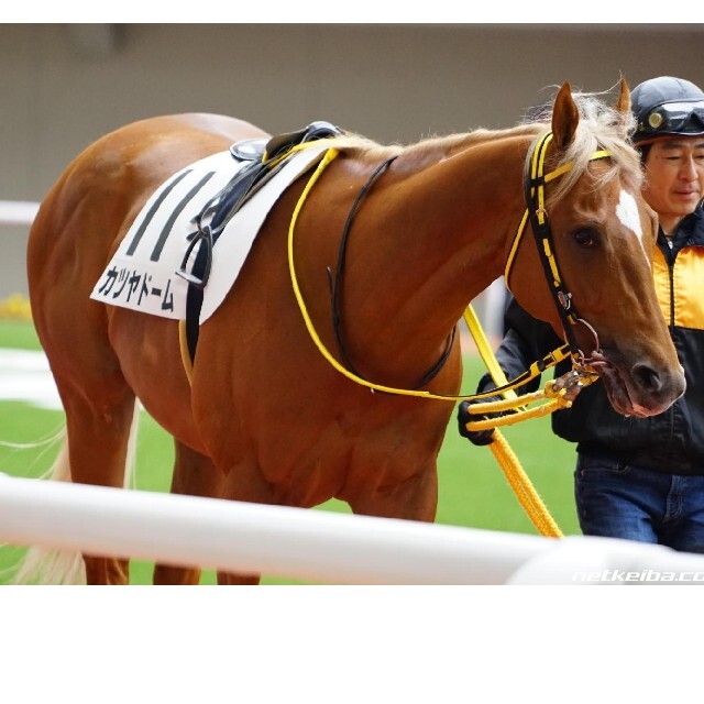 競馬 出走 ゼッケン 競走馬 カツヤドーム 新馬戦 菱田裕二騎手 コレクション エンタメ/ホビーのコレクション(ノベルティグッズ)の商品写真