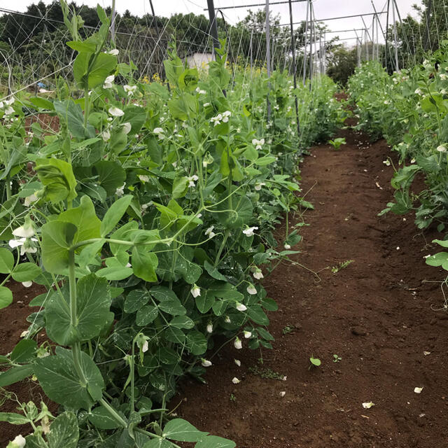 野菜　詰め合わせ　80サイズ　お楽しみボックス 食品/飲料/酒の食品(野菜)の商品写真