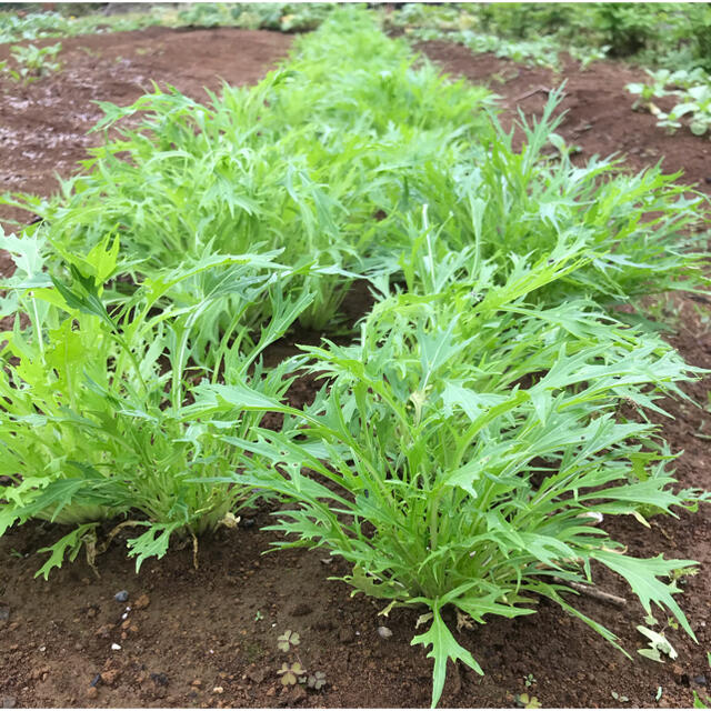 野菜　詰め合わせ　80サイズ　お楽しみボックス 食品/飲料/酒の食品(野菜)の商品写真